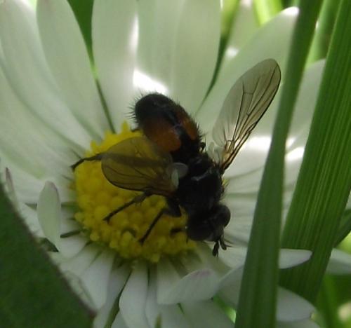 Besseria sp.